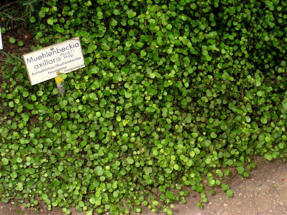 Muehlenbeckia axillaris specimen in the Botanischer Garten, Berlin-Dahlem (Berlin Botanical Garden), Berlin, Germany.