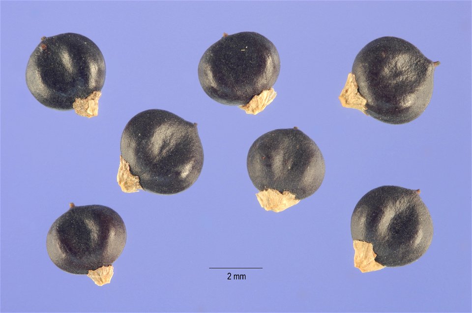seeds of Polygonum orientale L. – kiss me over the garden gate