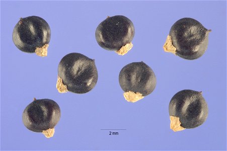 seeds of Polygonum orientale L. – kiss me over the garden gate