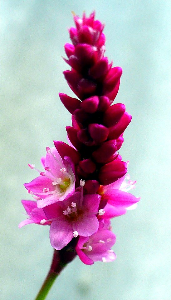 Flower of Persicaria orientalis