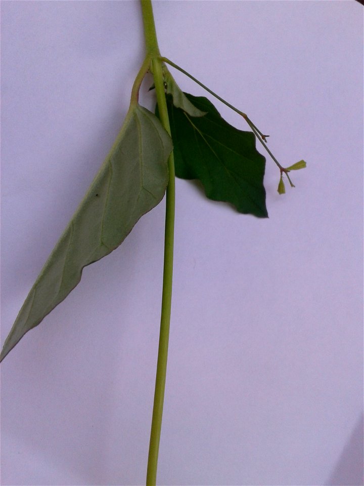 சீமை மூக்கிரட்டை   
Botanical name - Boerhavia erecta
Common name - Erect spiderling
Tamil name – SIMAI MUKKIRATTAI  (சீமை மூக்கிரட்டை)
Leaf sap cures conjunctivitis ;;It is said that roots are u