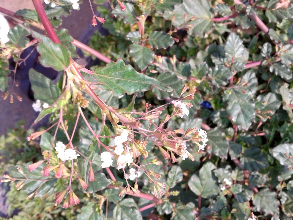 சீமை மூக்கிரட்டை 
Botanical name- Boerhavia erecta 
Common name - erect spiderling
Dried plant powder is smoked as a cigarette once day;  Leaves are eaten as a vegetable ; Cattle graze on its lea