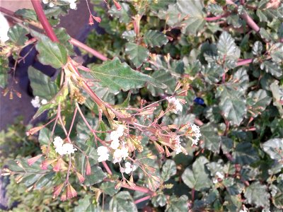 சீமை மூக்கிரட்டை 
Botanical name- Boerhavia erecta 
Common name - erect spiderling
Dried plant powder is smoked as a cigarette once day;  Leaves are eaten as a vegetable ; Cattle graze on its lea