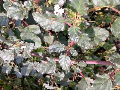 சீமை மூக்கிரட்டை 
Botanical name- Boerhavia erecta 
Common name - erect spiderling
Dried plant powder is smoked as a cigarette once day;  Leaves are eaten as a vegetable ; Cattle graze on its lea