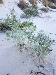 Grey Saltbush (Atriplex cinerea)