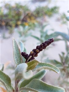 Grey Saltbush (Atriplex cinerea)