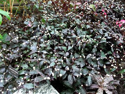 A photograph of Alternanthera amoena.