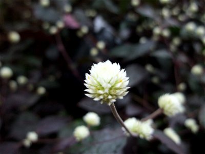 A photograph of an Alternanthera amoena flower.
