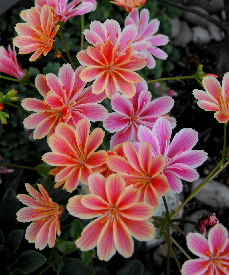 .
At Rancho Santa Ana Botanic Garden, in Claremont, California.
Identified by sign.