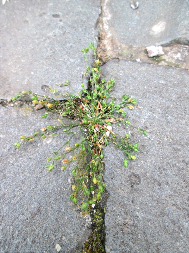 Ritzenbotanik: Niederliegendes Mastkraut (Sagina procumbens) in Saarbrücken