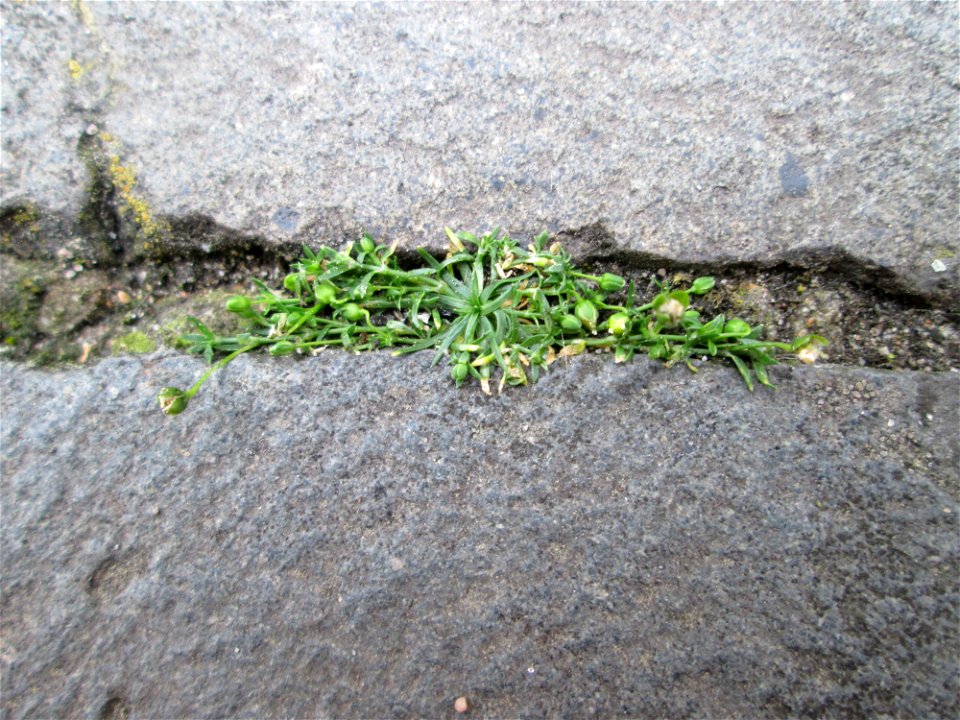 Ritzenbotanik: Niederliegendes Mastkraut (Sagina procumbens) in Saarbrücken