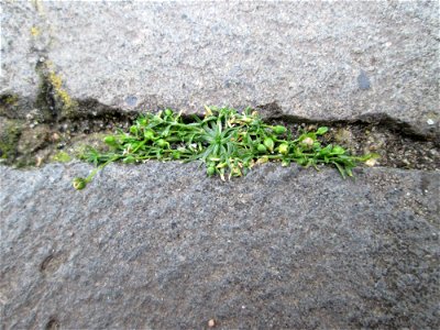 Ritzenbotanik: Niederliegendes Mastkraut (Sagina procumbens) in Saarbrücken