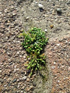 Ritzenbotanik: Niederliegendes Mastkraut (Sagina procumbens) in Hockenheim