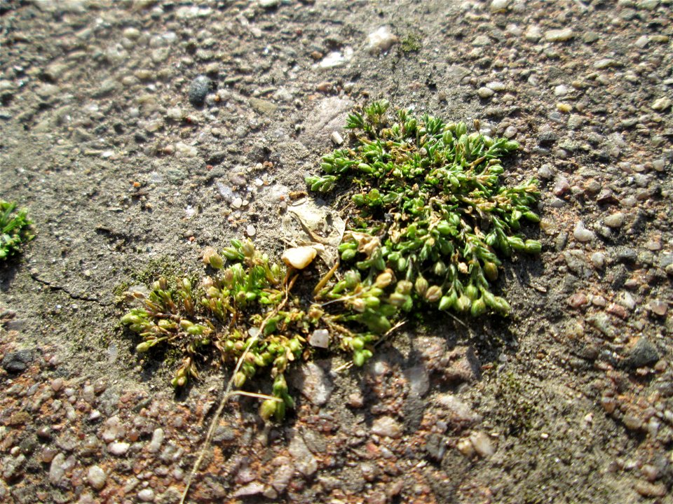 Ritzenbotanik: Niederliegendes Mastkraut (Sagina procumbens) in Hockenheim