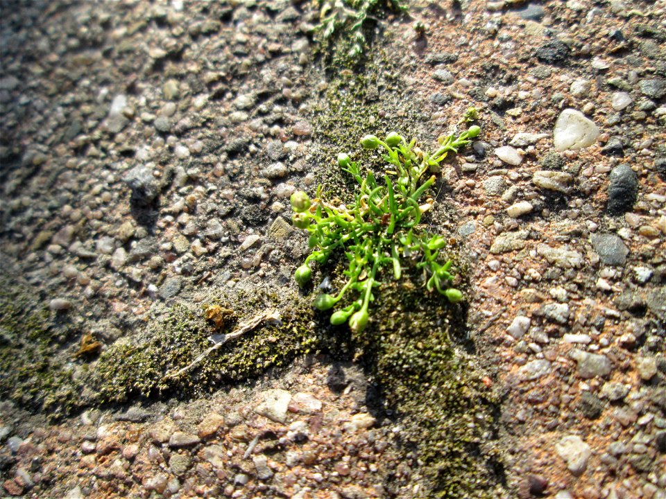 Ritzenbotanik: Niederliegendes Mastkraut (Sagina procumbens) in Hockenheim
