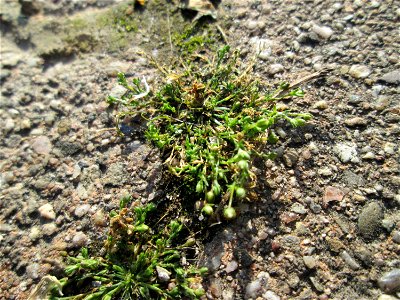Ritzenbotanik: Niederliegendes Mastkraut (Sagina procumbens) in Hockenheim