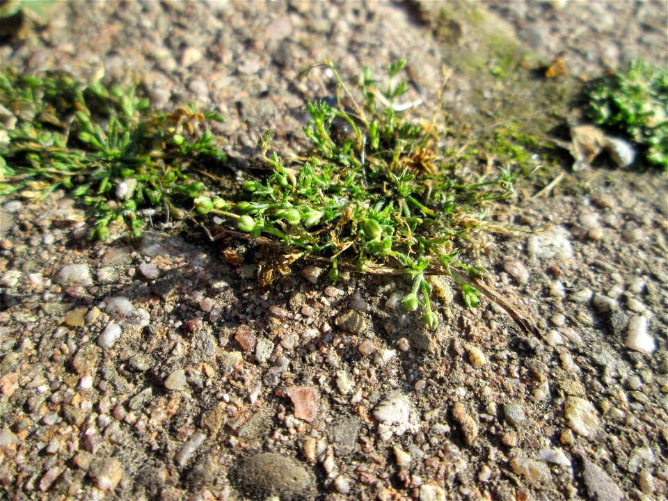 Ritzenbotanik: Niederliegendes Mastkraut (Sagina procumbens) in Hockenheim - dieses Nelkengewächs ist ganz häufig in Pflaster-Ritzen, allerdings leicht übersehen, wegen seiner Winzigkeit
