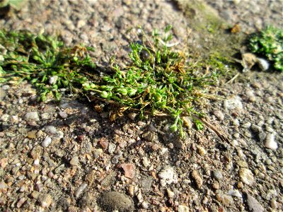 Ritzenbotanik: Niederliegendes Mastkraut (Sagina procumbens) in Hockenheim - dieses Nelkengewächs ist ganz häufig in Pflaster-Ritzen, allerdings leicht übersehen, wegen seiner Winzigkeit
