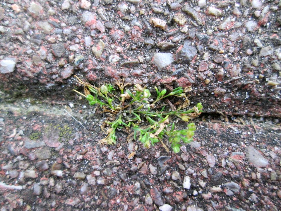 Ritzenbotanik: Niederliegendes Mastkraut (Sagina procumbens) auf Pflasterstein in Reilingen - um es zu finden muss man schon am Boden herunkrabbeln