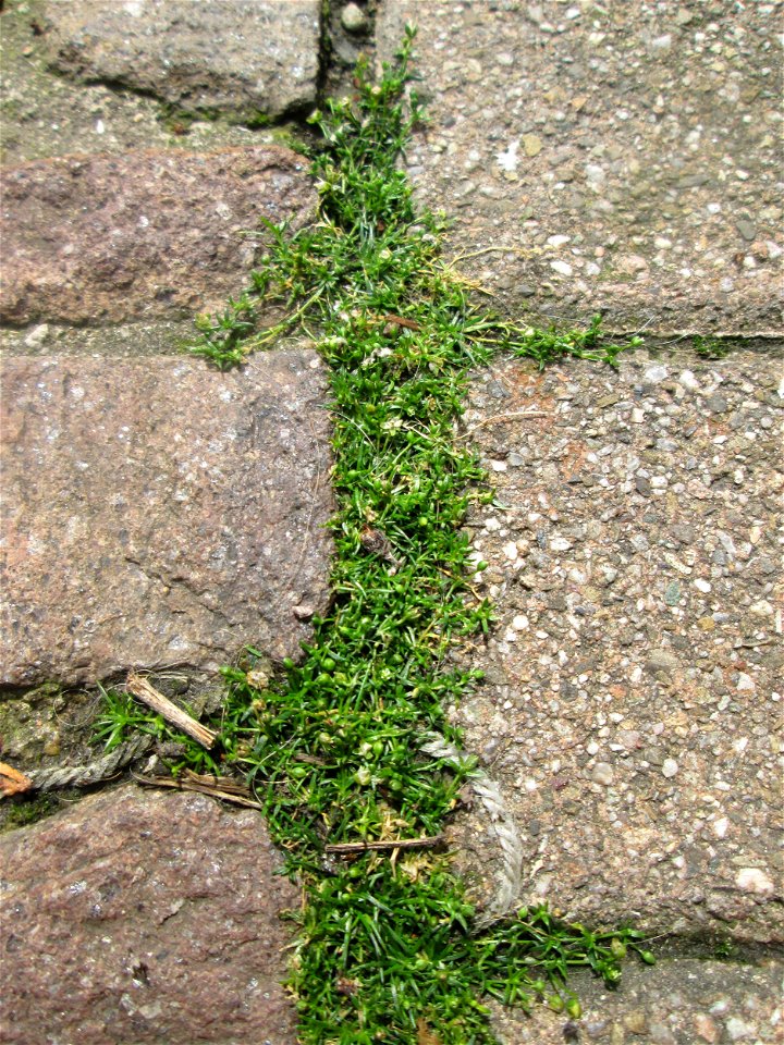 Ritzenbotanik im Schwetzinger Schlosshof: Niederliegendes Mastkraut (Sagina procumbens) auf Pflasterstein