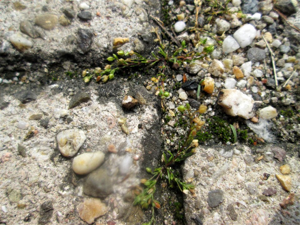 Ritzenbotanik: Niederliegendes Mastkraut (Sagina procumbens) auf Pflasterstein in Schwetzingen