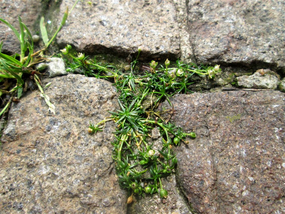 Ritzenbotanik im Schwetzinger Schlosshof: Niederliegendes Mastkraut (Sagina procumbens) auf Pflasterstein