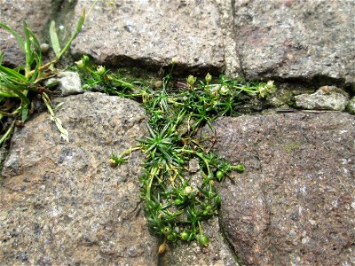 Ritzenbotanik im Schwetzinger Schlosshof: Niederliegendes Mastkraut (Sagina procumbens) auf Pflasterstein