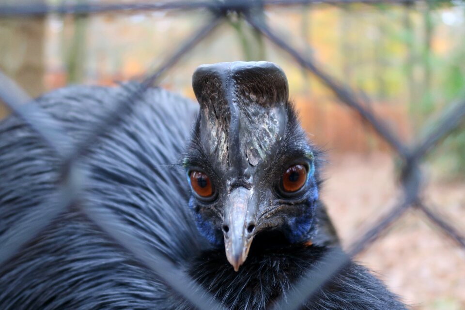 Black animal world plumage