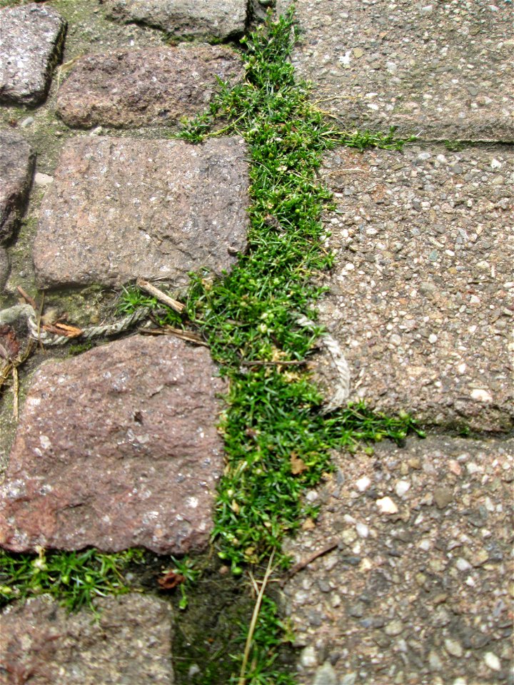Ritzenbotanik im Schwetzinger Schlosshof: Niederliegendes Mastkraut (Sagina procumbens) auf Pflasterstein