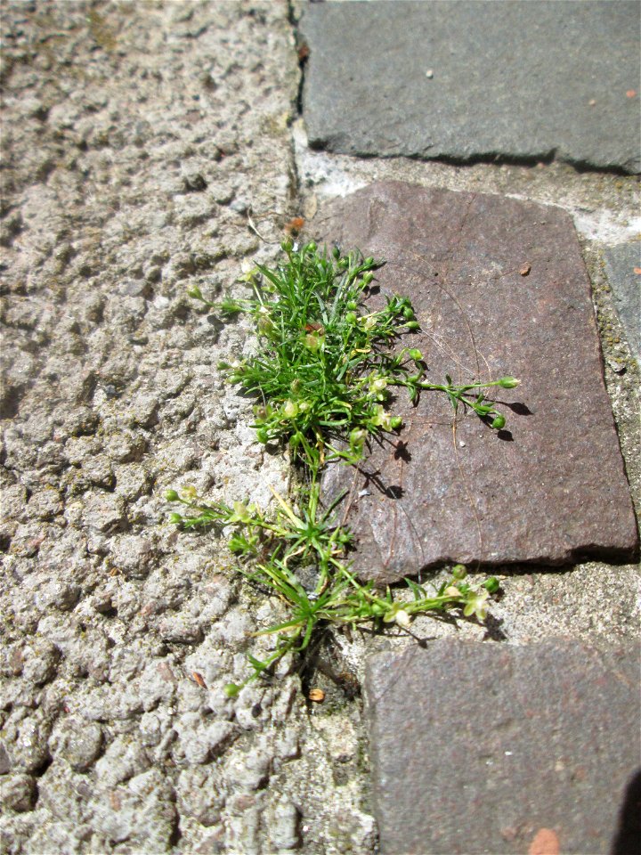 Ritzenbotanik: Niederliegendes Mastkraut (Sagina procumbens) in Saarbrücken