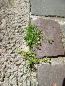 Ritzenbotanik: Niederliegendes Mastkraut (Sagina procumbens) in Saarbrücken