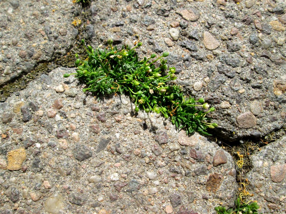 Ritzenbotanik: Niederliegendes Mastkraut (Sagina procumbens) in Saarbrücken