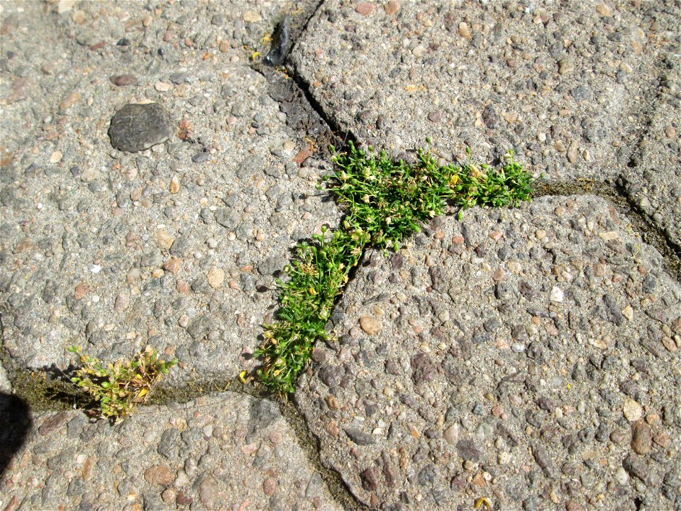 Ritzenbotanik: Niederliegendes Mastkraut (Sagina procumbens) in Saarbrücken