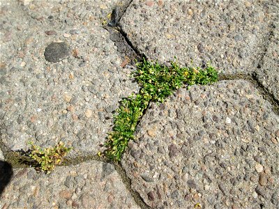Ritzenbotanik: Niederliegendes Mastkraut (Sagina procumbens) in Saarbrücken
