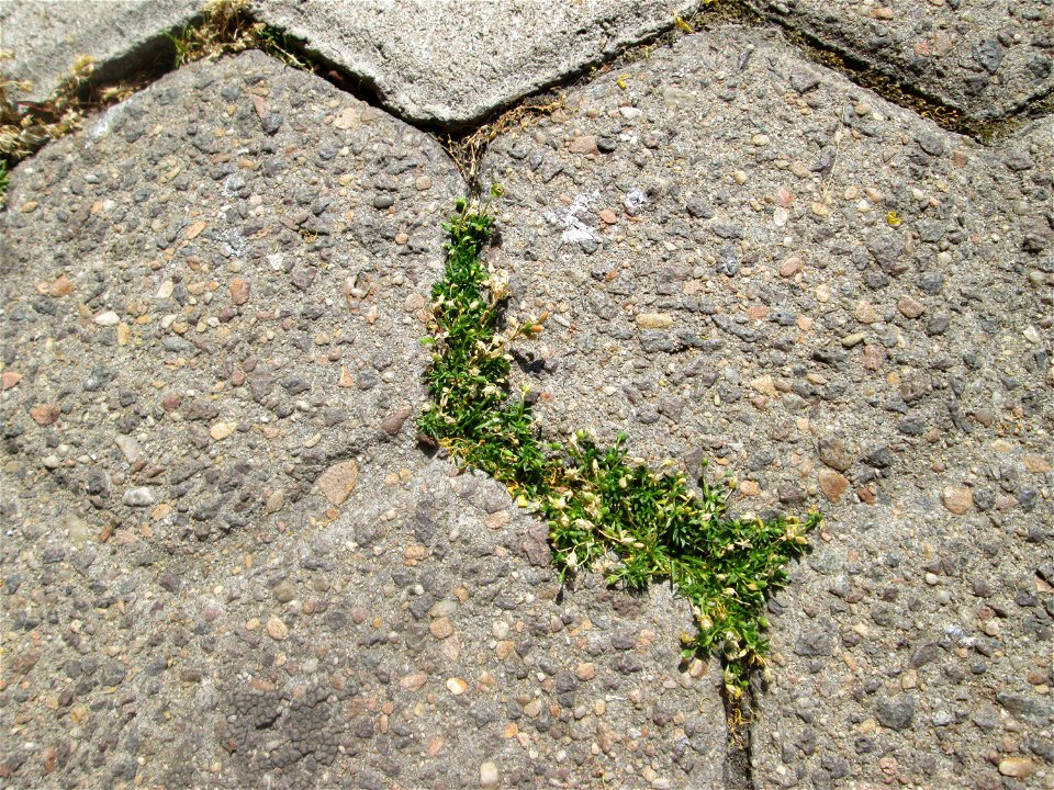 Ritzenbotanik: Niederliegendes Mastkraut (Sagina procumbens) in Saarbrücken
