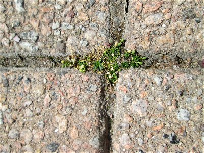 Niederliegendes Mastkraut (Sagina procumbens) auf Pflasterstein in Hockenheim