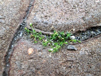 Niederliegendes Mastkraut (Sagina procumbens) am Bahnhof Honburg (Saar)