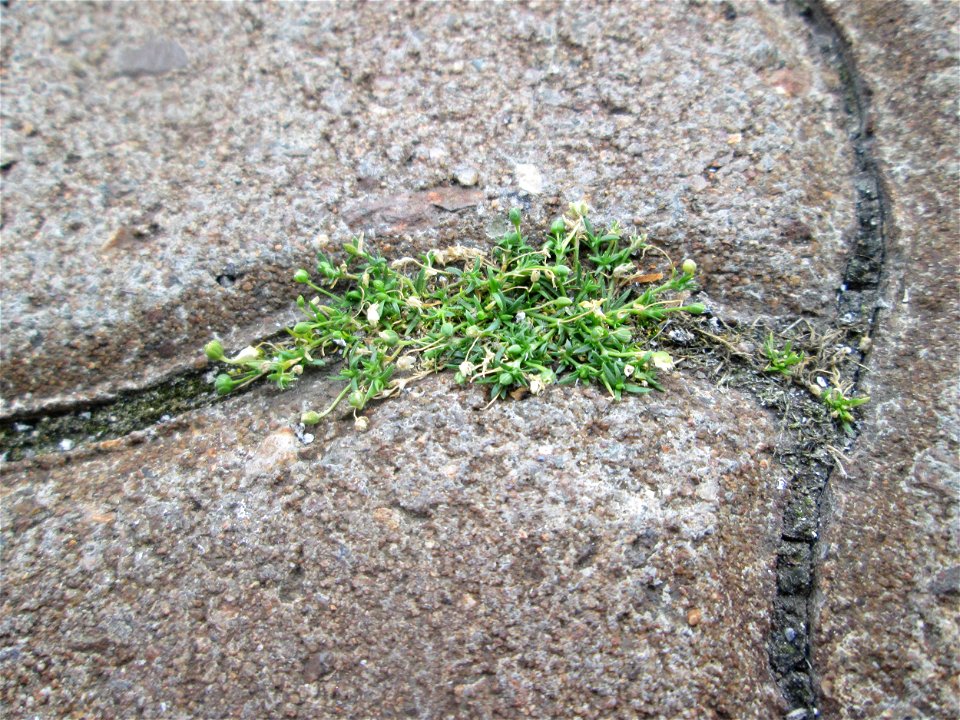 Niederliegendes Mastkraut (Sagina procumbens) am Bahnhof Honburg (Saar)