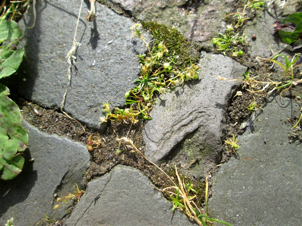 Niederliegendes Mastkraut (Sagina procumbens) auf Kopfsteinpflaster in Saarbrücken