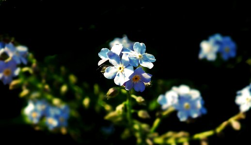 Garden spring nature