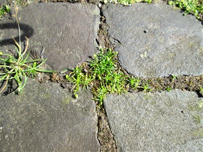 Niederliegendes Mastkraut (Sagina procumbens) auf Kopfsteinpflaster in Saarbrücken