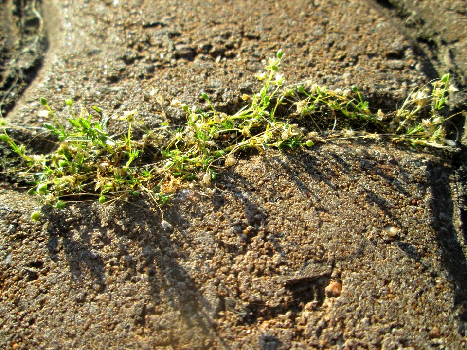 Niederliegendes Mastkraut (Sagina procumbens) am Bahnhof Honburg (Saar)
