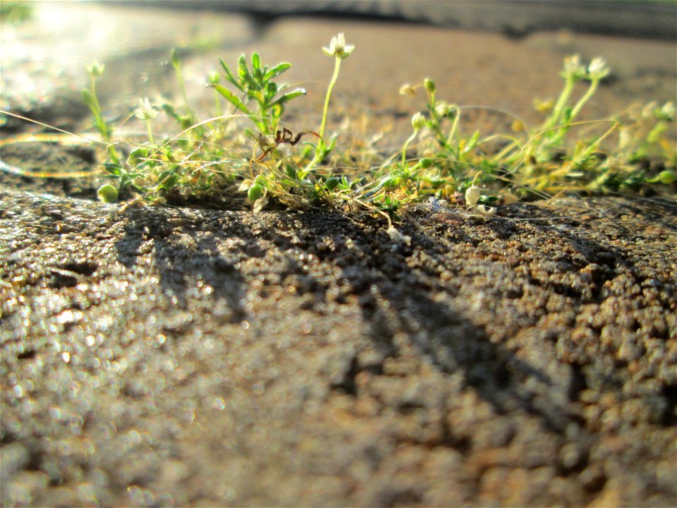 Niederliegendes Mastkraut (Sagina procumbens) am Bahnhof Honburg (Saar)