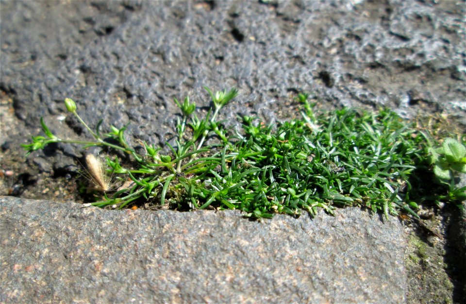 Niederliegendes Mastkraut (Sagina procumbens) in Saarbrücken - ein winziges, leicht übersehenes Nelkengewächs in Pflaster-Ritzen