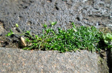 Niederliegendes Mastkraut (Sagina procumbens) in Saarbrücken - ein winziges, leicht übersehenes Nelkengewächs in Pflaster-Ritzen
