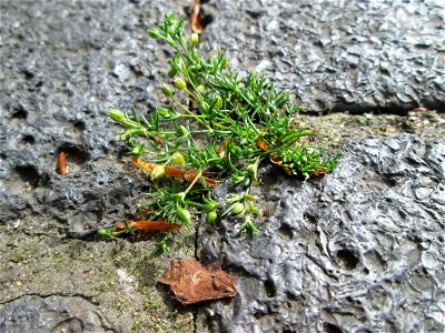 Niederliegendes Mastkraut (Sagina procumbens) in Saarbrücken - ein winziges, leicht übersehenes Nelkengewächs in Pflaster-Ritzen