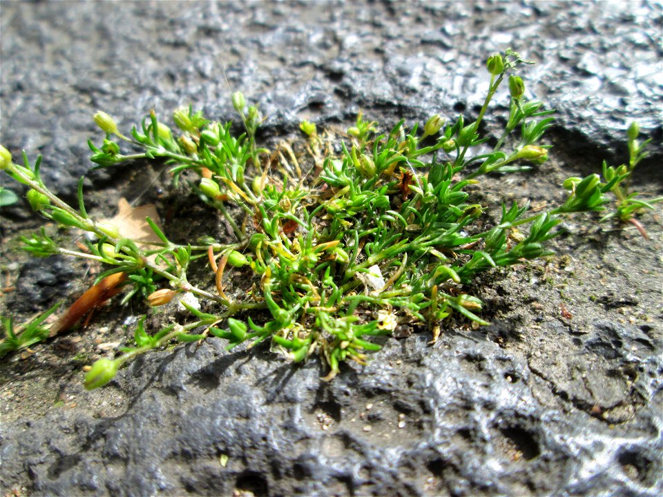 Niederliegendes Mastkraut (Sagina procumbens) in Saarbrücken - ein winziges, leicht übersehenes Nelkengewächs in Pflaster-Ritzen