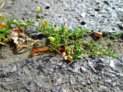 Niederliegendes Mastkraut (Sagina procumbens) in Saarbrücken - ein winziges, leicht übersehenes Nelkengewächs in Pflaster-Ritzen