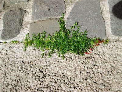 Niederliegendes Mastkraut (Sagina procumbens) in Saarbrücken - ein winziges, leicht übersehenes Nelkengewächs in Pflaster-Ritzen
