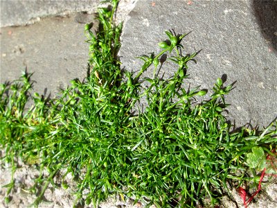 Niederliegendes Mastkraut (Sagina procumbens) in Saarbrücken - ein winziges, leicht übersehenes Nelkengewächs in Pflaster-Ritzen